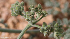 Lomatium mohavense