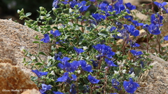 Phacelia nashiana