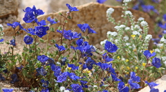 Phacelia nashiana