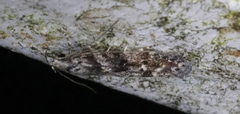 Coleotechnites blastovora