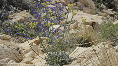 Eriogonum nudum westonii