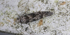 Coleotechnites blastovora