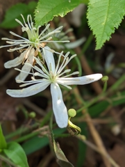 Clematis terniflora