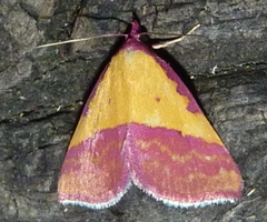 Phytometra rhodarialis