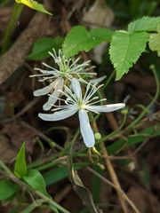 Clematis terniflora