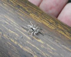 Platycryptus