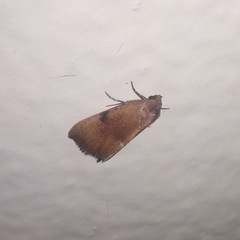 Galgula