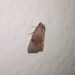 Galgula
