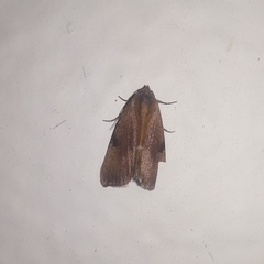 Galgula
