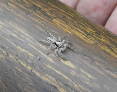 Platycryptus