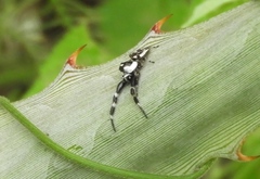 Dendryphantes zygoballoides