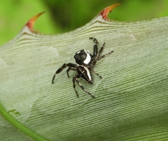 Dendryphantes zygoballoides