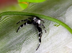 Dendryphantes zygoballoides