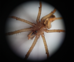 Kukulcania hibernalis