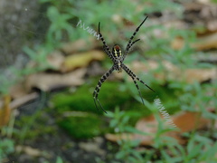 Argiope aemula