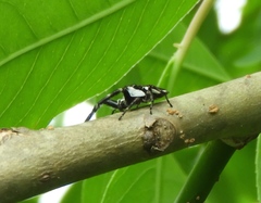 Dendryphantes