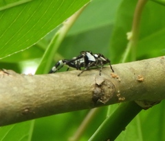 Dendryphantes