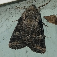 Lacinipolia cuneata