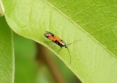 Neoheliodines hodgesi