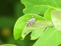 Eucoleocerus conicicollis