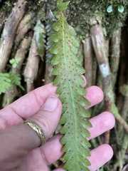 Enterosora trifurcata