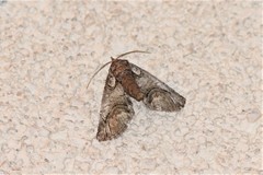 Paectes abrostolella