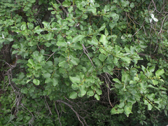 Salix pyrolifolia