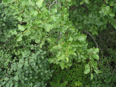 Salix pyrolifolia