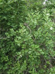 Salix pyrolifolia