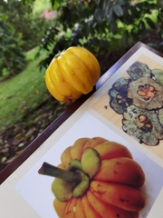 Garcinia atroviridis