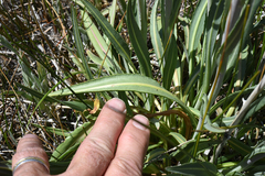 Senecio hydrophilus