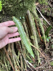 Enterosora trifurcata