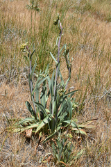 Senecio hydrophilus