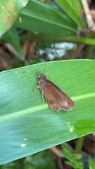 Ancistroides nigrita