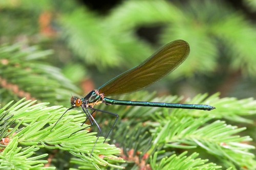 Superb Jewelwing photographed in West Virginia