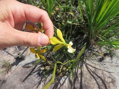 Encyclia alboxanthina