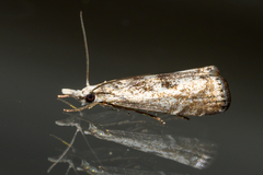 Microcrambus kimballi