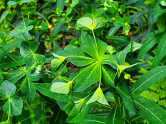 Euphorbia purpurea