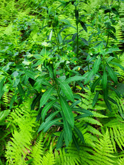 Euphorbia purpurea
