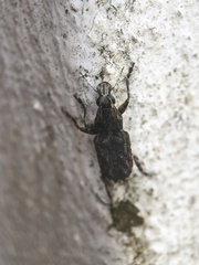 Goniocloeus