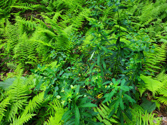 Euphorbia purpurea