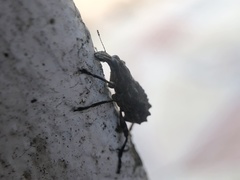 Goniocloeus