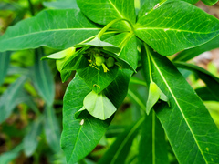 Euphorbia purpurea