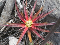 Sincoraea ulei