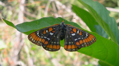 Euphydryas gillettii