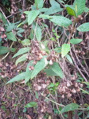 Aristeguietia glutinosa