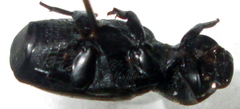 Lecanoderus