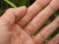 Digitaria cognata