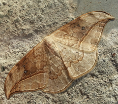 Drepana pallida