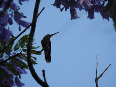 Cynanthus latirostris